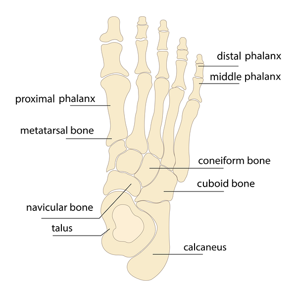  Foot bones anatomy by Point Art