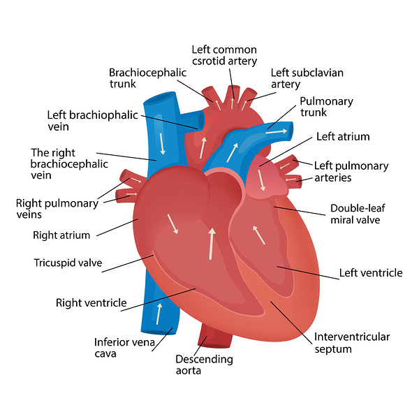 Heart anatomy  by Point Art