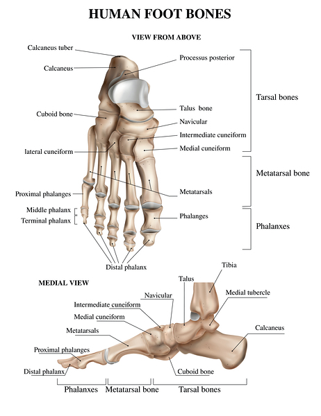 Foot Bones Anatomy by Point Art