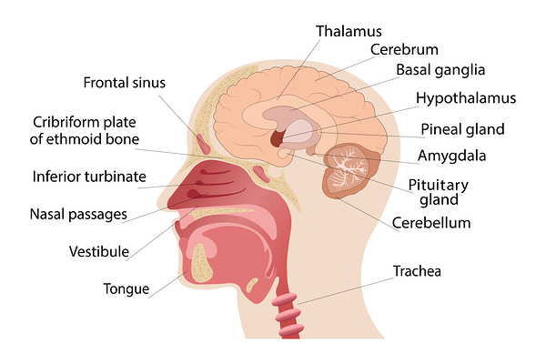 Anatomy of human brain and noise Print
