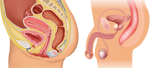 Female and male reductive system   by Point Art