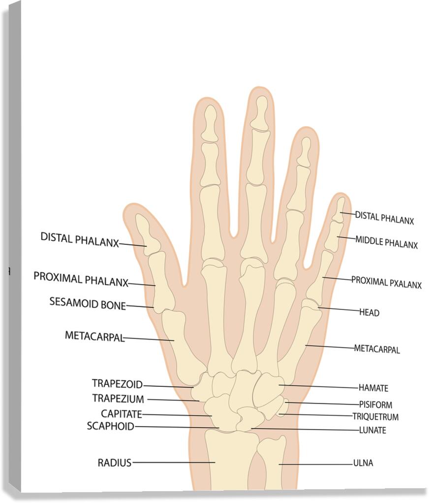 Human hand anatomy  Canvas Print