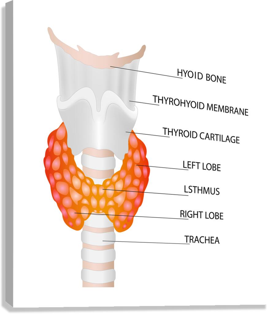 Thyroid gland Canvas Print