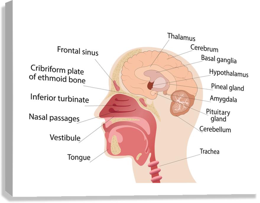Anatomy of human brain and noise Canvas Print