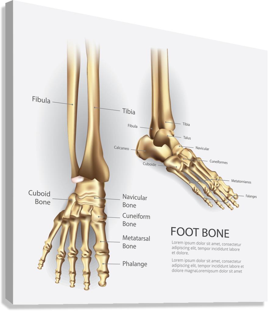 Human Foot Bone Canvas Print
