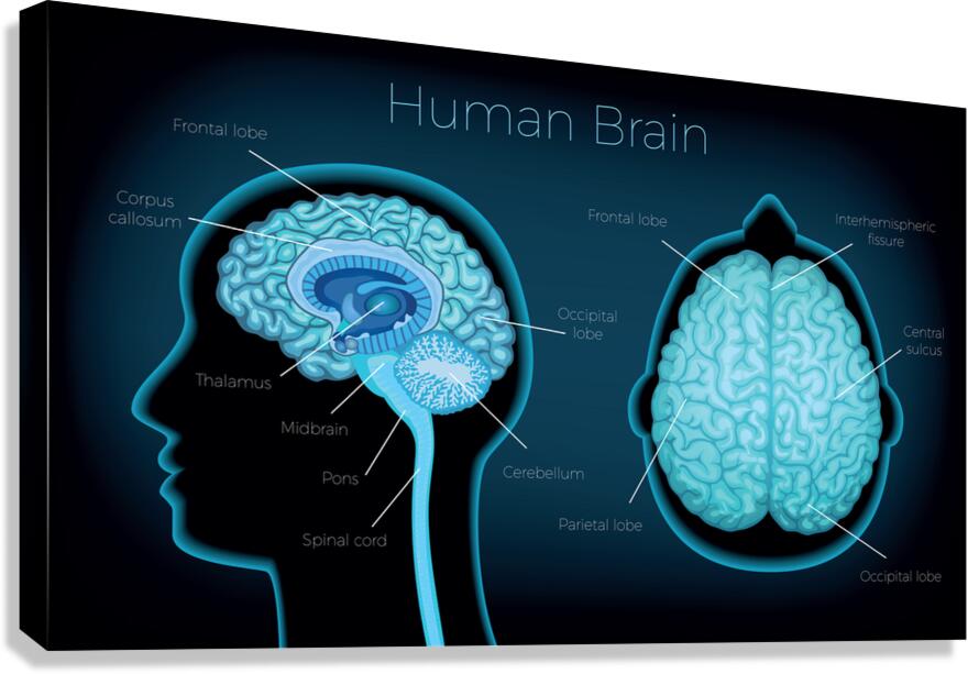 Human Brain Canvas Print