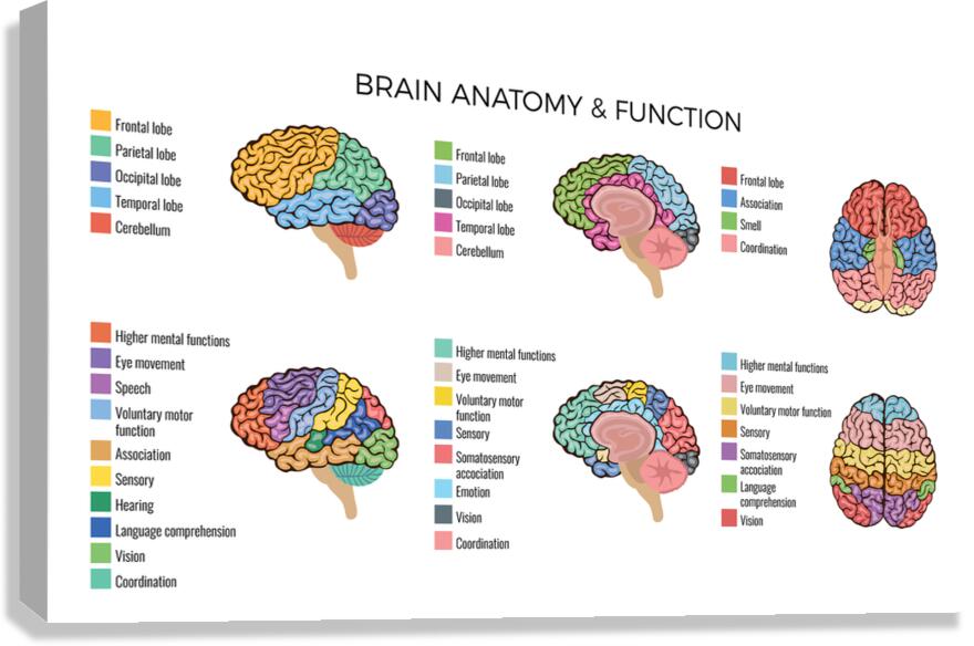  Brain Anatomy Canvas Print