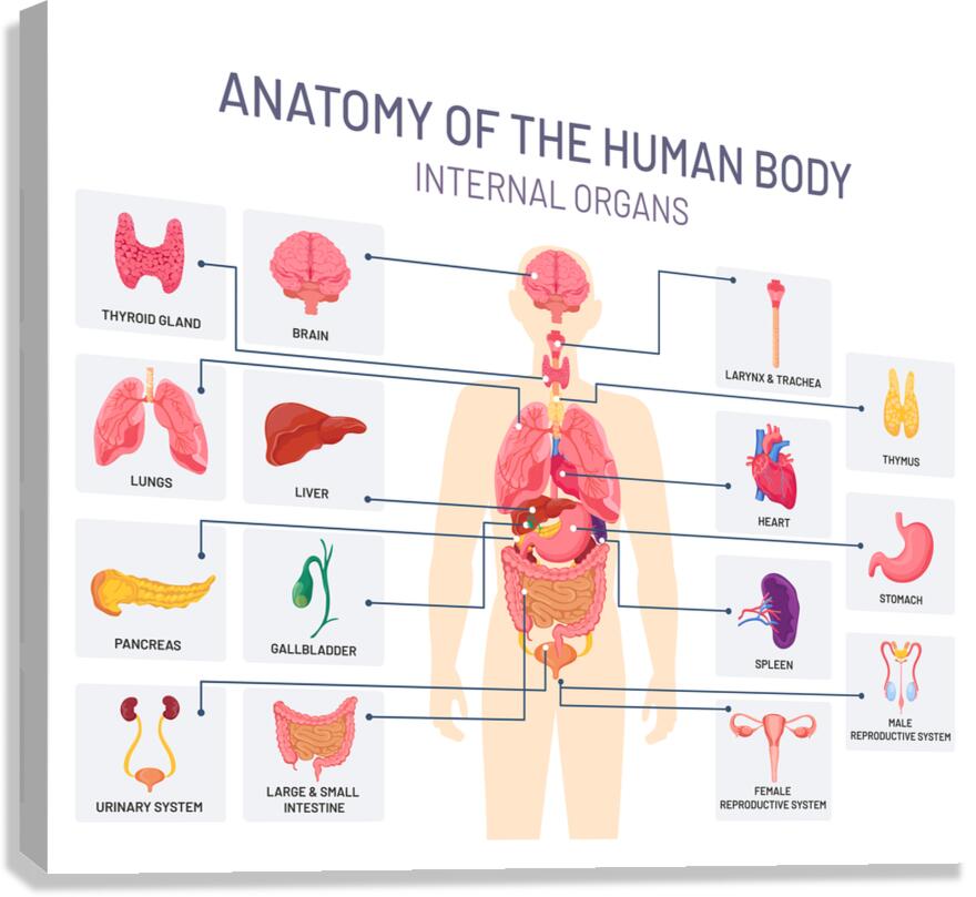 Human organs system Canvas Print