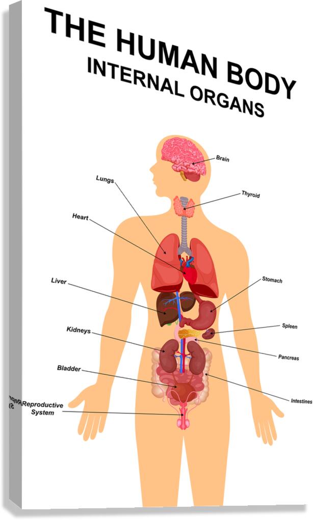 Internal organs of human body Canvas Print
