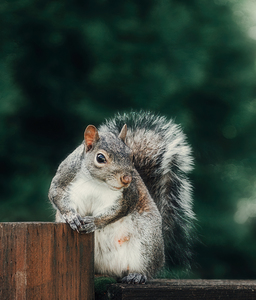 Posing Squirrel