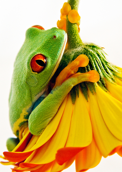 Frog On A Petal Print