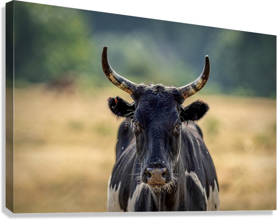 Longhorn Lady Canvas Print