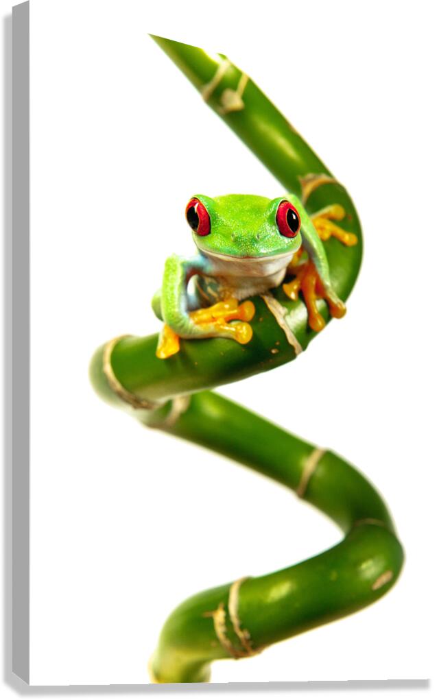 Lucky Frog Canvas Print