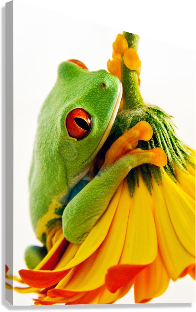 Frog On A Petal Canvas Print