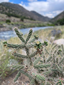 Cotopaxi Cactus