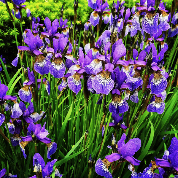 Iris Print