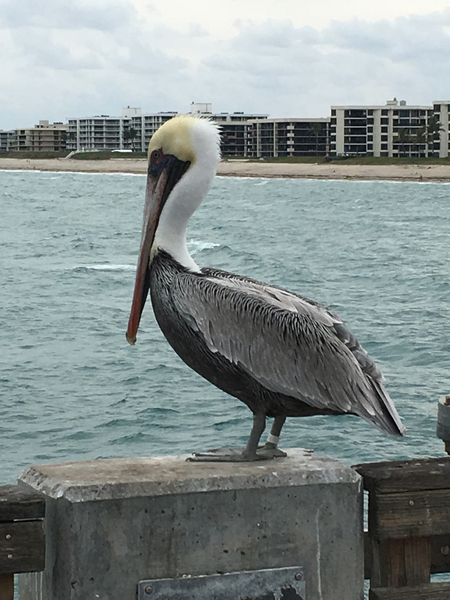 Pelican Print