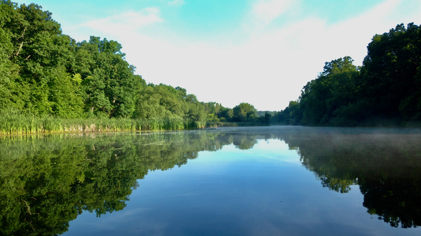 River trees Print