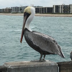 Pelican