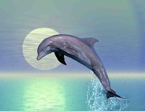 Dolphin Sunrise