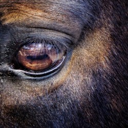 Equine 3