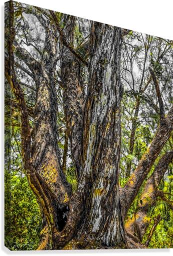 Wisdom tree 2020 Canvas Print