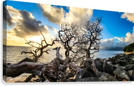 Sculpted 2 - 2021 Canvas Print