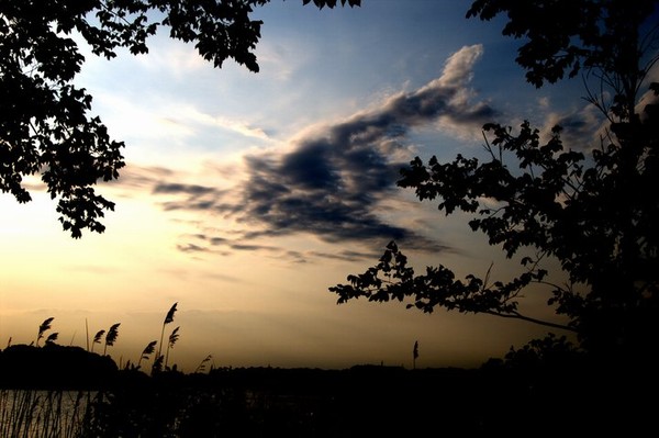 Deer In The Sky by Devin Carney