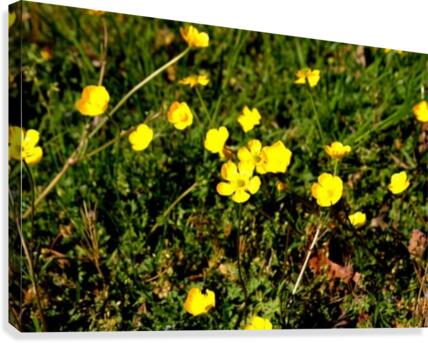 Yellow Canvas Print
