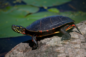 Turtle