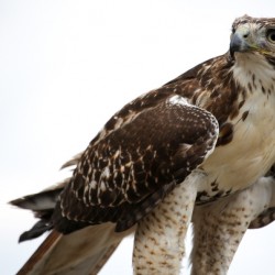 Falcon