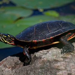 Turtle