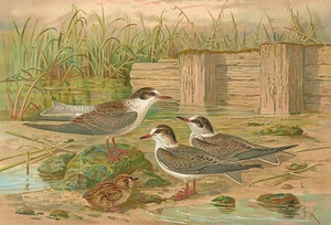 Hydrochelidon hybrida. Hydrochelidon fissipes. Hydrochelidon nigra by Johann Friedrich Naumann [1780–1857]