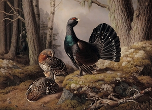 Capercaillies Courting [1862] by Ferdinand von Wright [1822–1906]