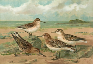 Calidris arenaria. Limicola platyrhyncha [Temm.] by Johann Friedrich Naumann [1780–1857]