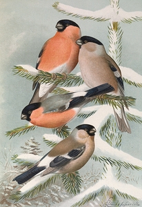 Pyrrhula pyrrhula. Pyrrhula pyrrhula europaea [Vieill.] by Johann Friedrich Naumann [1780–1857]