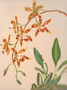 Odontoglossum Triumphans [1885] by Harriet Stewart Miner [1840–1895]