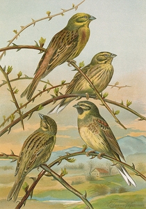 Emberiza citrinella. Emberiza cirlus by Johann Friedrich Naumann [1780–1857]