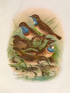 Erithacus cyaneculus by Johann Friedrich Naumann [1780–1857]