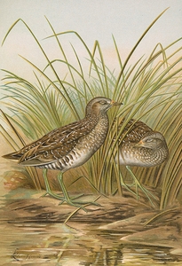 Ortygometra porzana by Johann Friedrich Naumann [1780–1857]