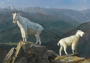 Mountain goats by Albert Bierstadt [1830–1902]