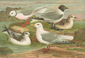 Rhodostethia rosea. Xema Sabinii [Sab.]. Rissa tridactyla by Johann Friedrich Naumann [1780–1857]