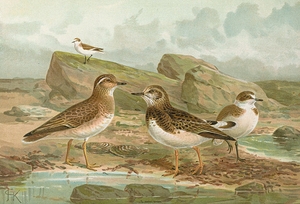 Charadrius morinellus. Arenaria interpres. Charadrius alexandrinus by Johann Friedrich Naumann [1780–1857]
