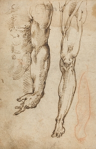 Anatomical Studies by Domenico Beccafumi [1486–1551]