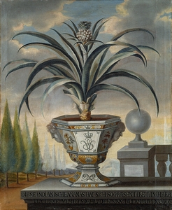 Pineapple plant [1729] by David von Cöln [1689–1763]