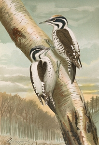 Picoides tridactylus by Johann Friedrich Naumann [1780–1857]