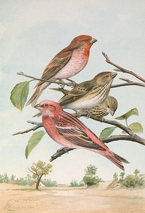 Carpodacus erythrinus [Pall.]. Carpodacus roseus [Pall.] by Johann Friedrich Naumann [1780–1857]