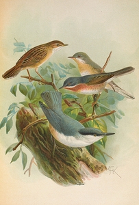 Sylvia subalpina Bonelli. Cisticola cisticola. Sitta Neumayeri Michah by Johann Friedrich Naumann [1780–1857]