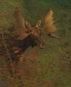 Study Of A Moose by Albert Bierstadt [1830–1902]