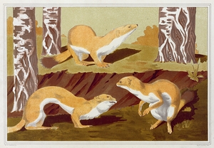 Hermines vulgaires. [1897] by Maurice Pillard Verneuil [1869–1942]